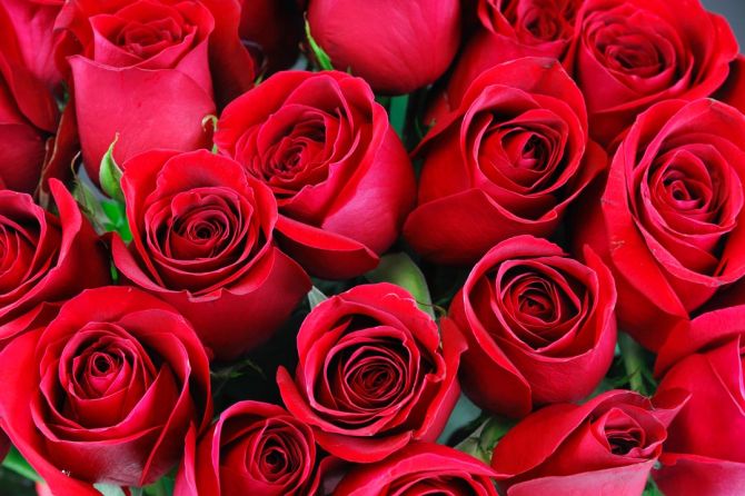 Фотообои красные розы