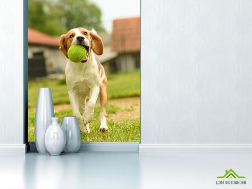 выбрать Фотообои собака с мячиком  на стену
