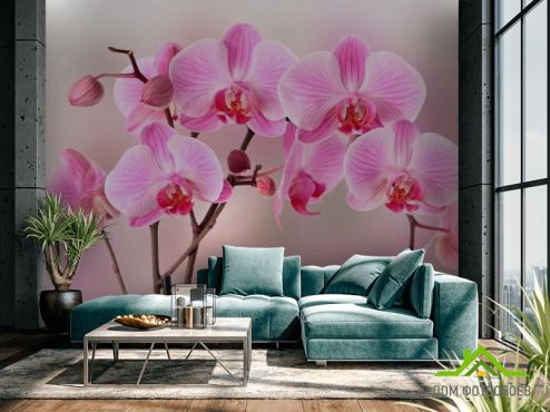 выбрать Фотообои Орхидеи розовых тонов  на стену