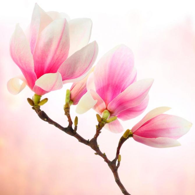 Фотошпалери Блідо-рожевий кипарис