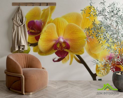 выбрать Фотошпалери жовті орхідеї на білому тлі Фотошпалери Орхідеї на стіну