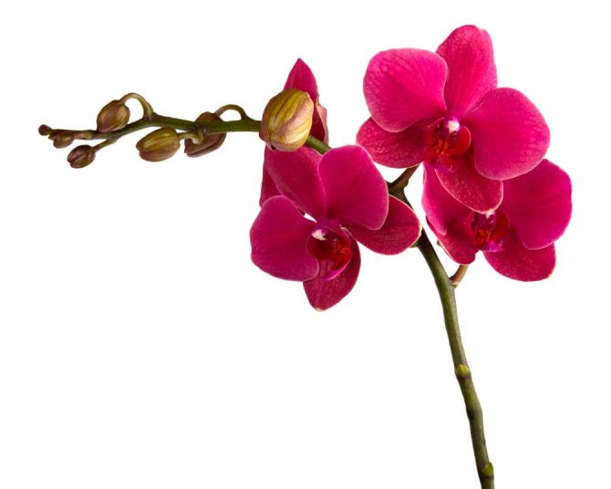 Фотообои Ветка бардовых орхидей