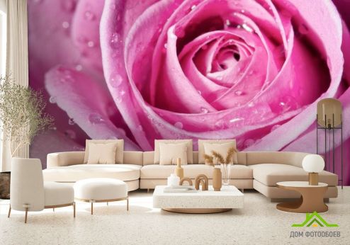 выбрать Фотообои Роса на розе Фотообои Фотообои Цветы: фото, розовый  на стену
