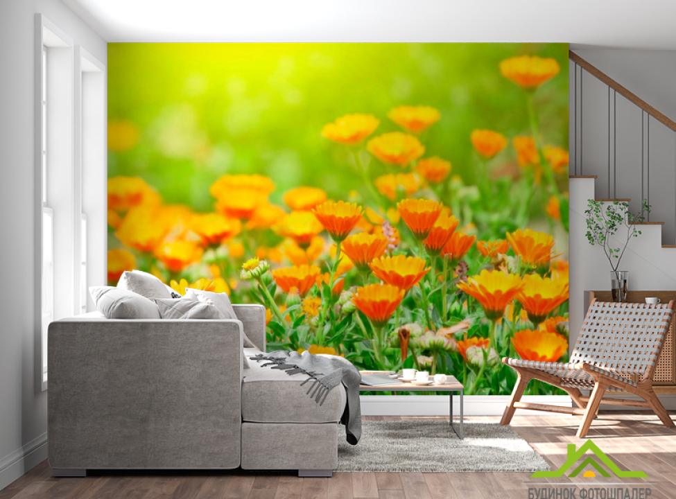 выбрать Фотошпалери Жовтогарячі чорнобривці Каталог фотошпалер на стіну