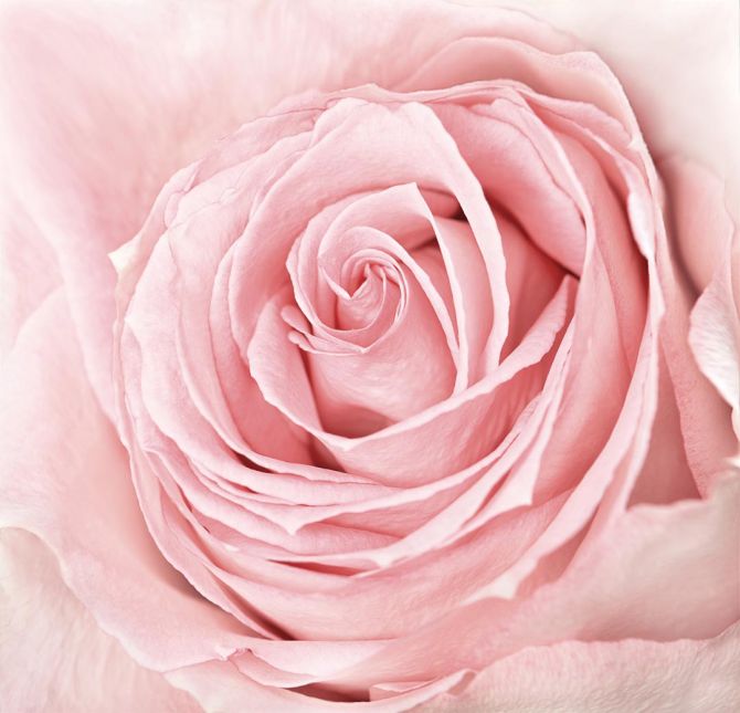 Фотообои розовая роза