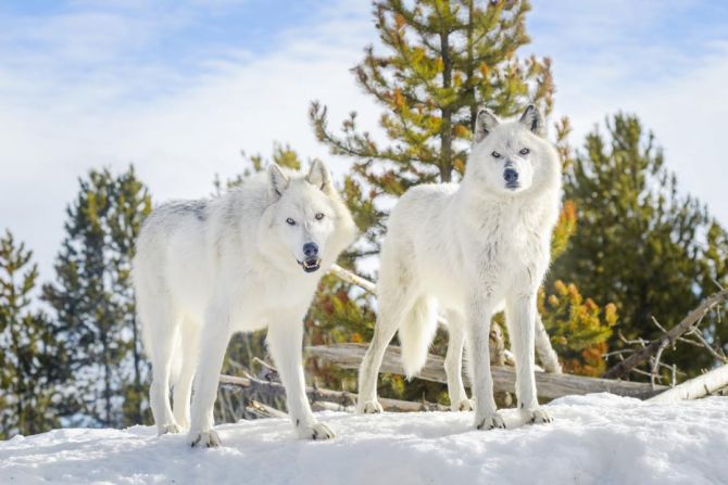 Фотошпалери два білих вовка на снігу