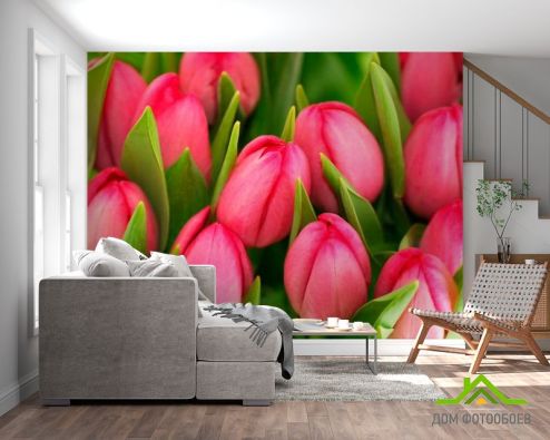 выбрать Фотообои Тюльпаны розовые Фотообои Фотообои Цветы: фото, розовый  на стену