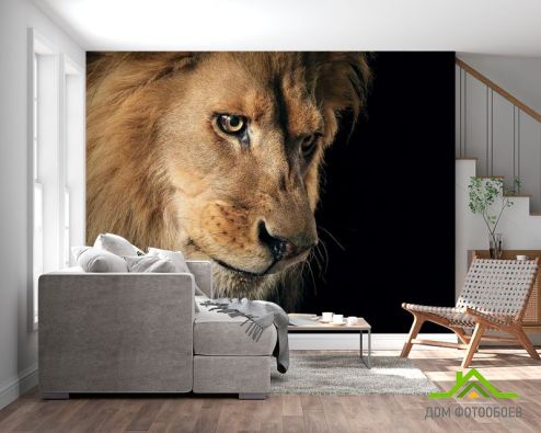 выбрать Фотошпалери морда лева Фотошпалери Тварини на стіну