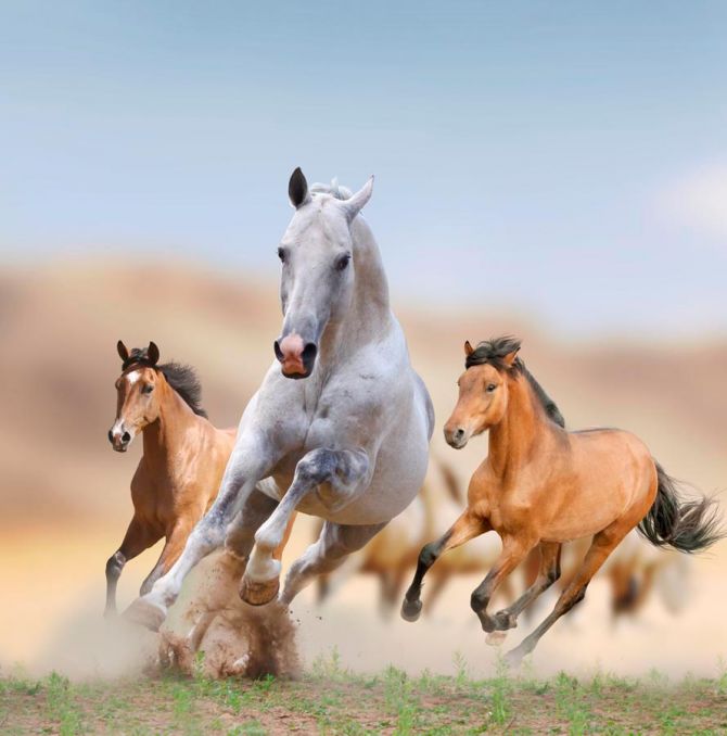 Фотообои Игры лошадей
