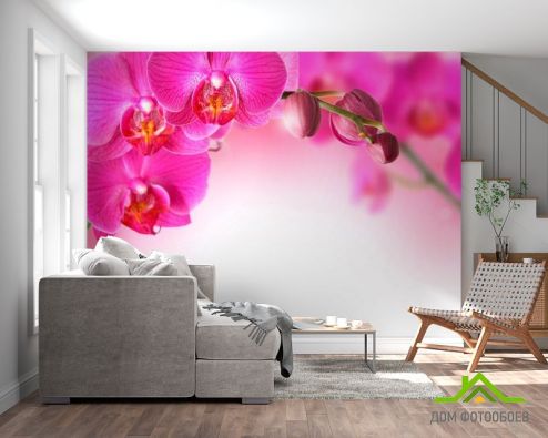 выбрать Фотообои Веточка орхидей розовых Фотообои Фотообои Цветы: фото, розовый  на стену