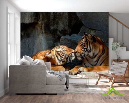 выбрать Фотообои Нежность тигров Фотообои Фотообои Животные: горизонталная, горизонтальная ориентация на стену