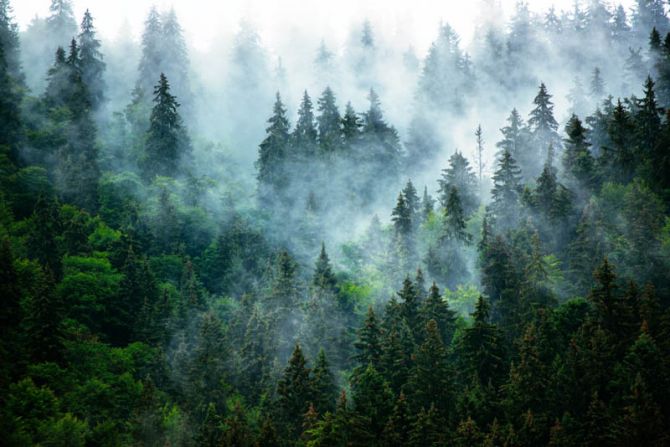 Фотошпалери ліс в тумані