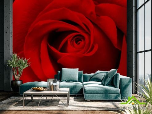 выбрать Фотообои Красная роза Красные фотообои на стену
