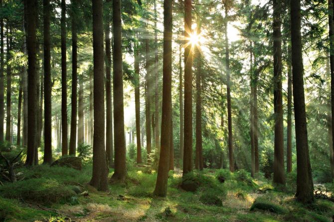 Фотообои лес со стройными деревьями
