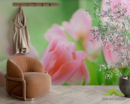 выбрать Фотообои Нежно-розовые тюльпаны Фотообои Фотообои Цветы: фото  на стену