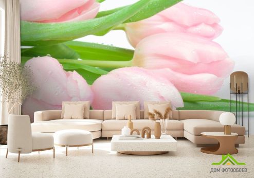 выбрать Фотообои Тюльпаны розовые Фотообои Фотообои Тюльпаны: горизонталная, горизонтальная ориентация на стену