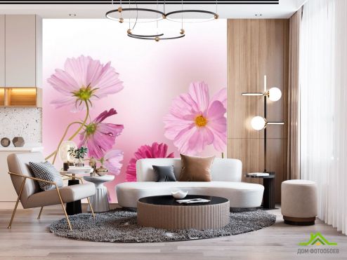 выбрать Фотообои Ромашки розовые и малиновые Фотообои Фотообои Цветы: квадратная, розовый ориентация на стену