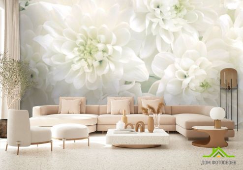 выбрать Фотообои Белые хризантемы Белые фотообои на стену