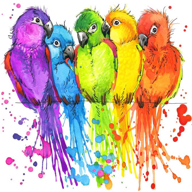 Фотошпалери п'ять різнокольорових папуг малюнок