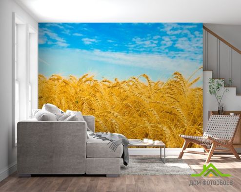 выбрать Фотообои Пшеница Фотообои Фотообои Природа: горизонталная, горизонтальная, желтый ориентация на стену