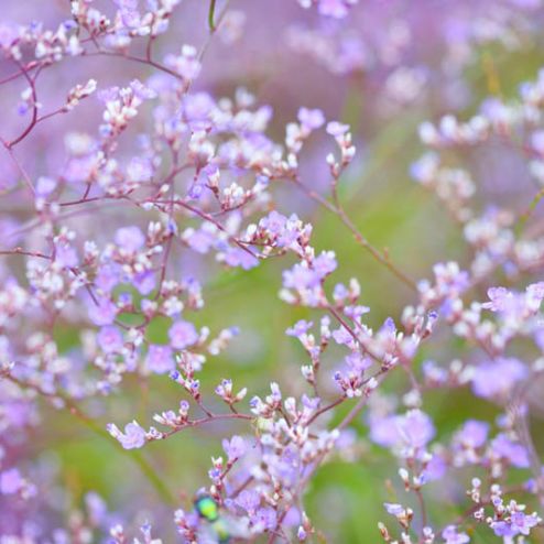 выбрать Фотообои полевые цветы Фиолетовые фотообои на стену
