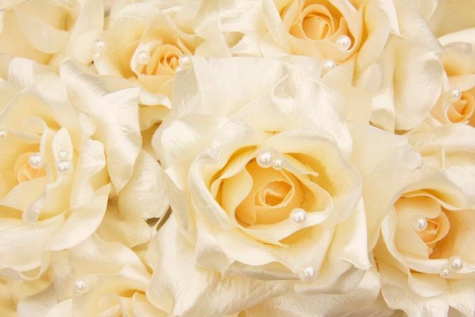 Фотообои Розы оттенка кремового