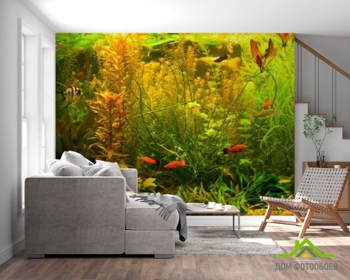 выбрать Фотообои аквариум Фотообои, цвет: «» на стену