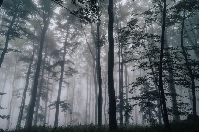 Фотообои Тёмный лес
