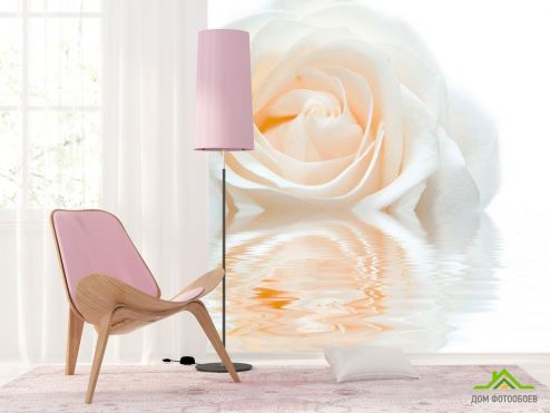 выбрать Фотошпалери Біло-кремова троянда Фотошпалери Фотошпалери Квіти: фото  на стіну