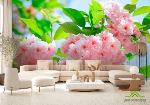 выбрать Фотообои Соцветие чайной розы Фотообои Фотообои Цветы: фото, розовый  на стену