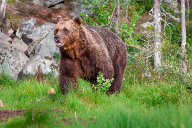 Фотообои Медведь в лесу