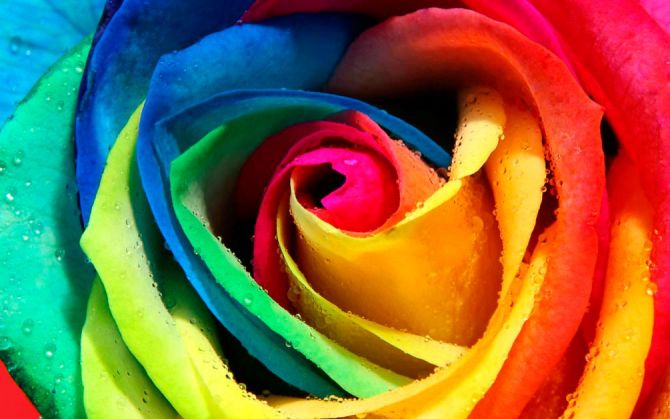 Фотообои Разноцветная роза