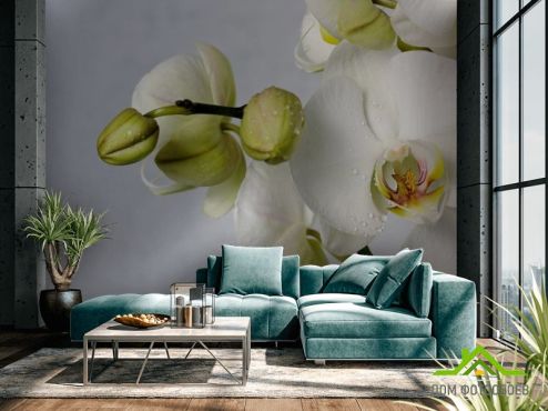 выбрать Фотошпалери велика біла орхідея з краплями  на стіну