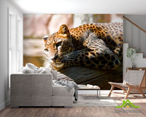 выбрать Фотообои Мечтающий гепард Фотообои Фотообои Животные: фото, Гепарды  на стену
