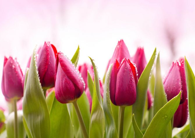 Фотошпалери Рожеві тюльпани