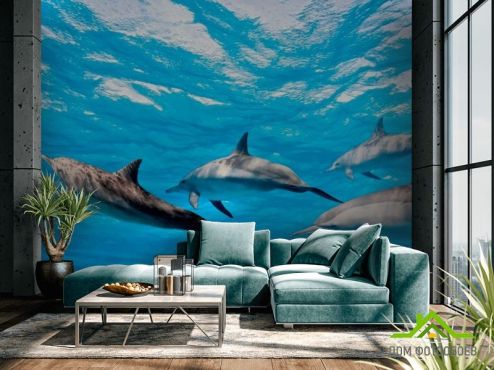 выбрать Фотошпалери Гра дельфінів Фотошпалери Фотошпалери Тварини: фото, блакитний  на стіну