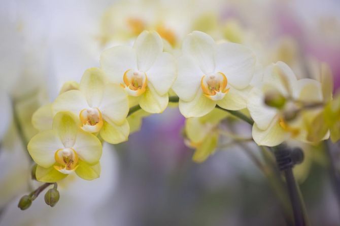 Фотообои желтые орхидеи