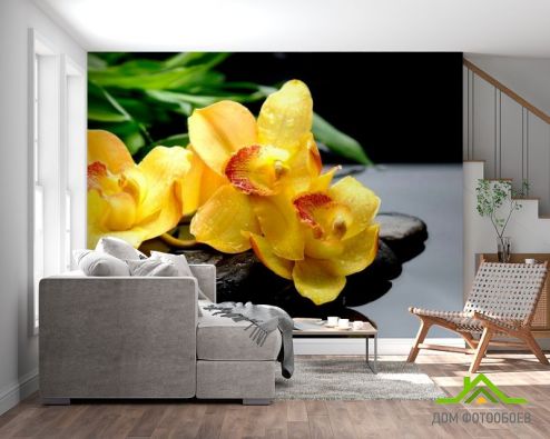 выбрать Фотообои Орхидея Фотообои Фотообои Цветы: фото, желтый  на стену