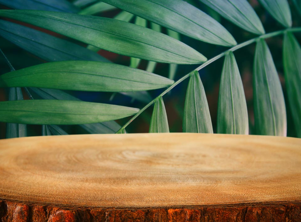 выбрать Фотообои пенек в лесу Каталог фотообоев на стену