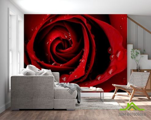 выбрать Фотообои Алая роза и роса Красные фотообои на стену