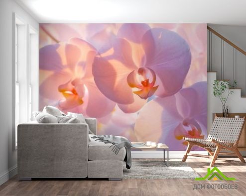 выбрать Фотообои Бледно-кремовые орхидеи Фотообои Орхидеи на стену