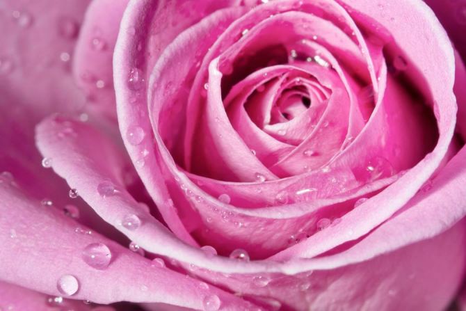 Фотообои Роса на розе