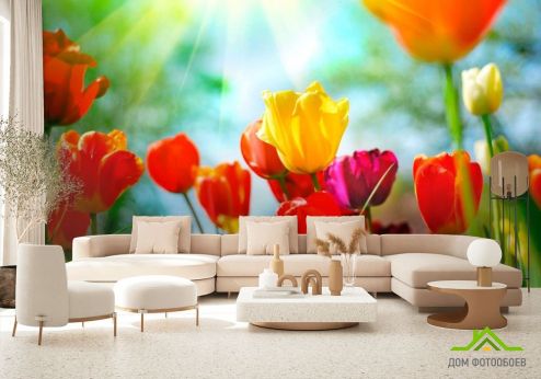 выбрать Фотообои Тюльпаны разноцветные Фотообои Фотообои Тюльпаны: горизонталная, горизонтальная ориентация на стену
