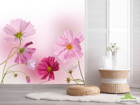 выбрать Фотошпалери Ромашки рожеві і малинові Фотошпалери Квіти на стіну