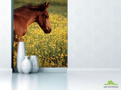 выбрать Фотообои Конь на лугу Фотообои Лошади на стену