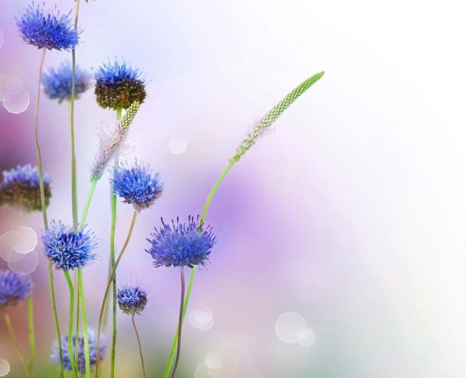 Фотообои Степные голубые цветы