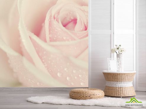 выбрать Фотообои Капли росы на розе Фотообои Фотообои Цветы: квадратная ориентация на стену