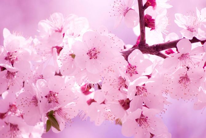 Фотошпалери Цвітіння персика навесні