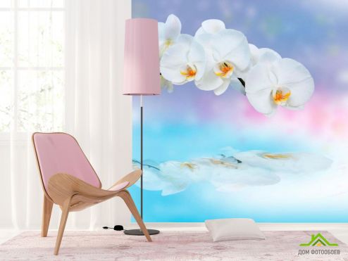выбрать Фотообои Орхидея Фотообои Фотообои Цветы: картинка, голубой  на стену