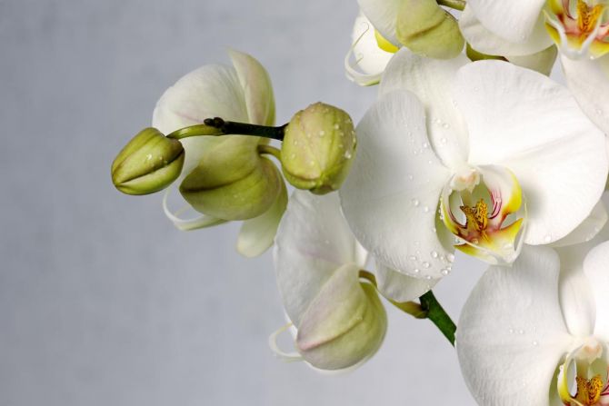 Фотообои крупная белая орхидея с каплями